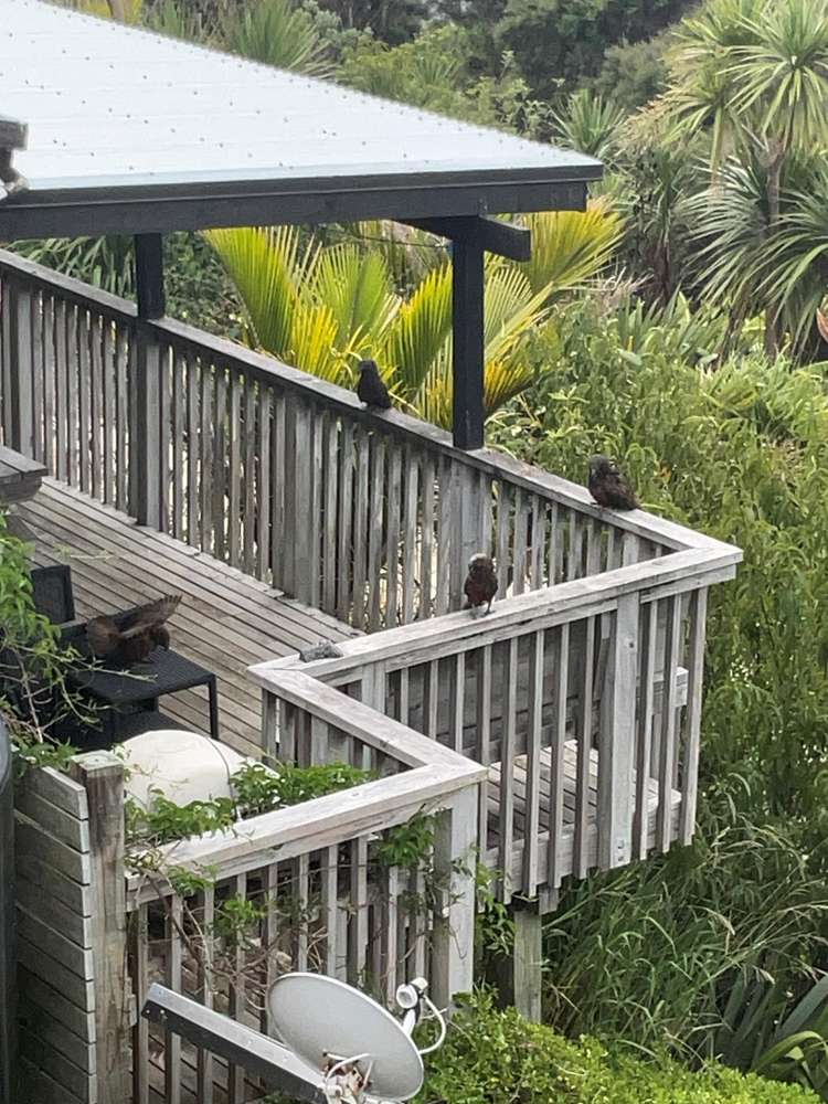 205 Kaiaraara Bay Road Great Barrier Island (Tryphena)_9