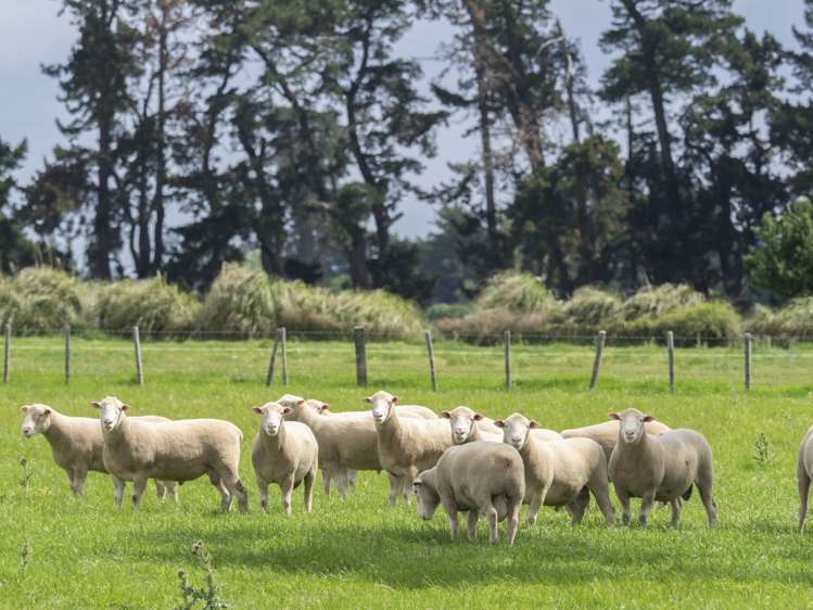 East Taratahi Road Carterton_7