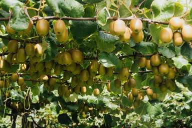 206 Awaiti South Road_2