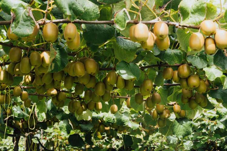 206 Awaiti South Road Otakiri_2