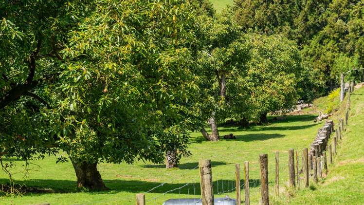 233 Waipapa Block Road Whakamarama_18