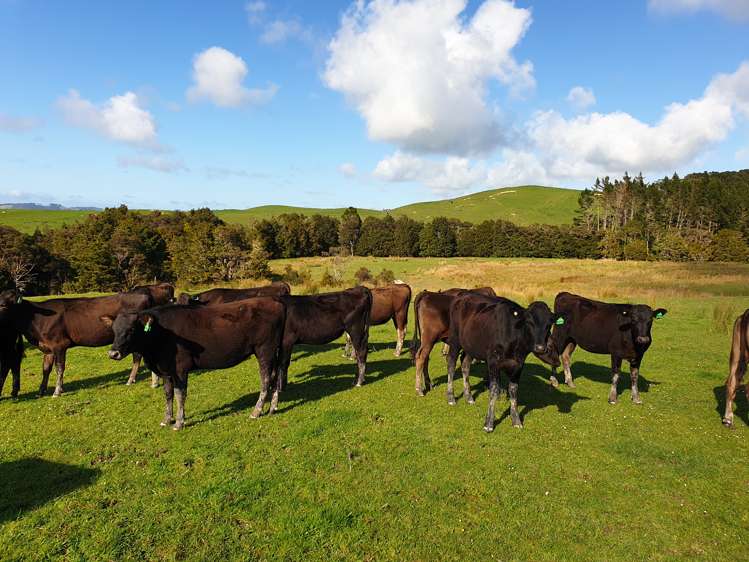 Sterling Road Paparoa_5