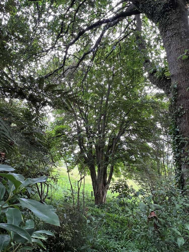 19 Exeter Place Tihiotonga_10