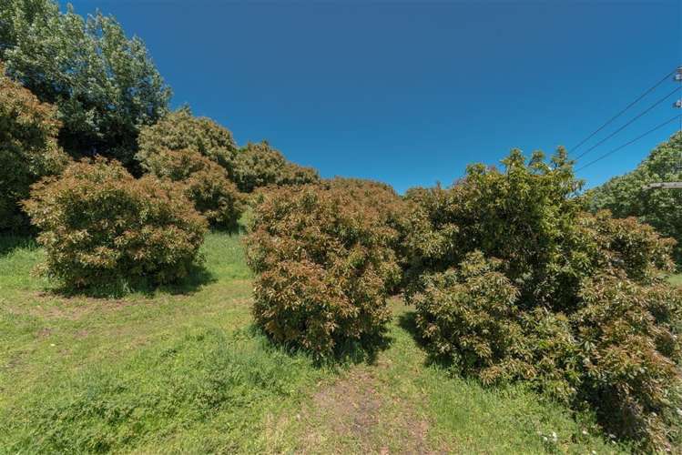 795 Pokuru Road Te Awamutu_5