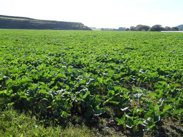 Alma-Maheno Road Maheno_3
