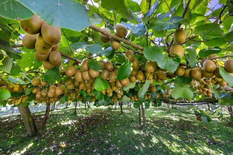 1151 Oreipunga Road Maungatautari_15