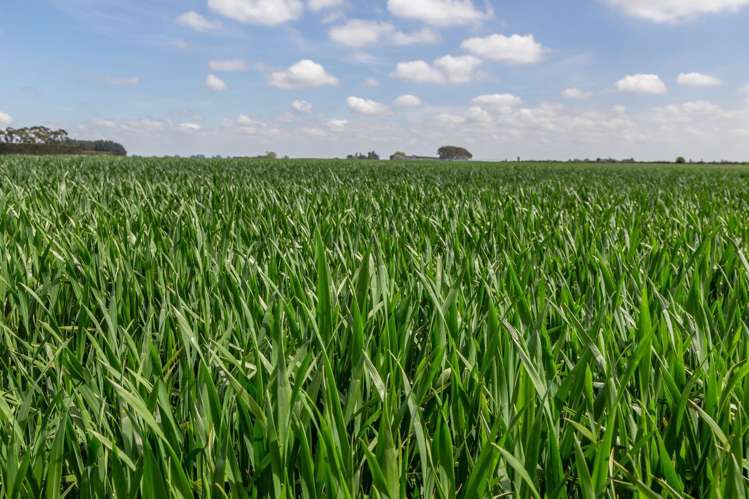 Selwyn Lake Road Leeston_13