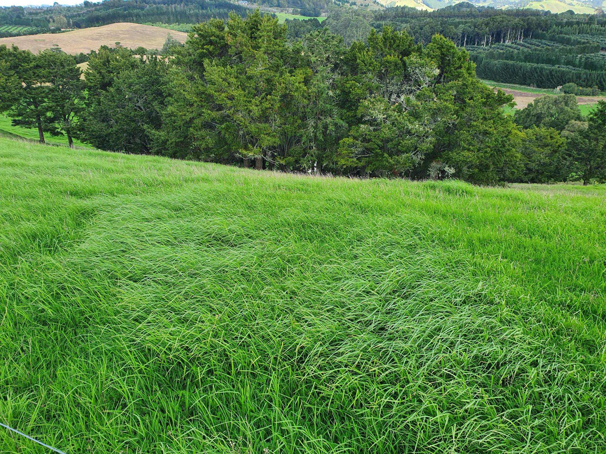 Curd Road Maungakaramea Whangārei Rural Property For Sale One Roof