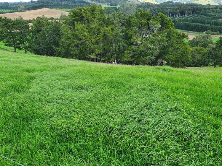 Curd Road Maungakaramea_14