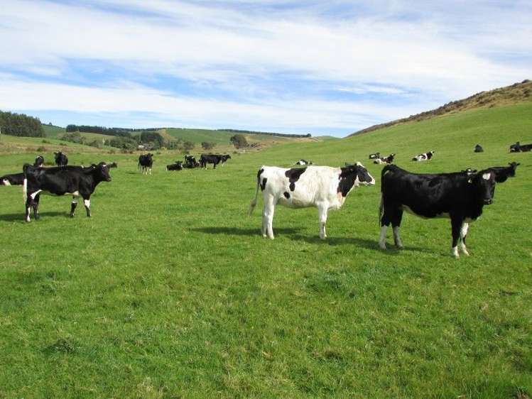 897 Mountain Road Pukerau_5