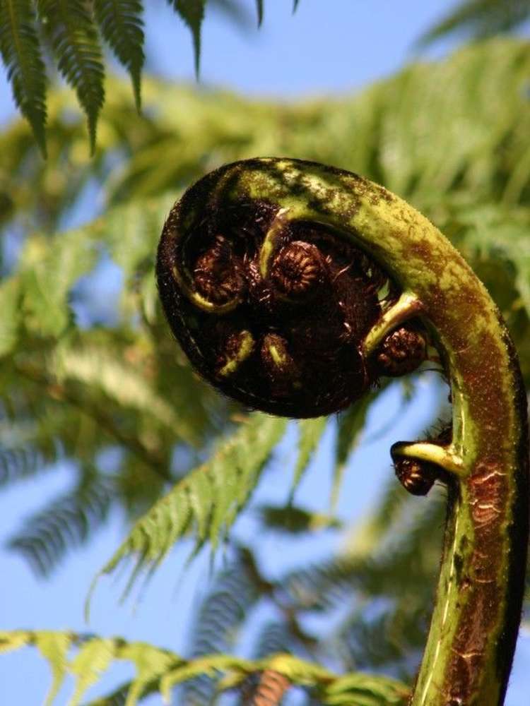 205 Pumpkin Hill Road Pumpkin Hill_18