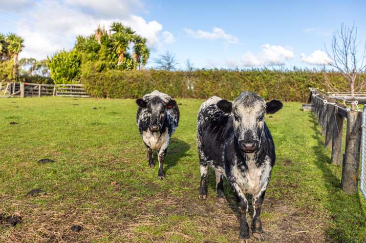 210b Clarks Beach Road Clarks Beach_30