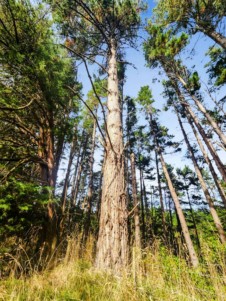 709 Ingahape Road Ohangai_33