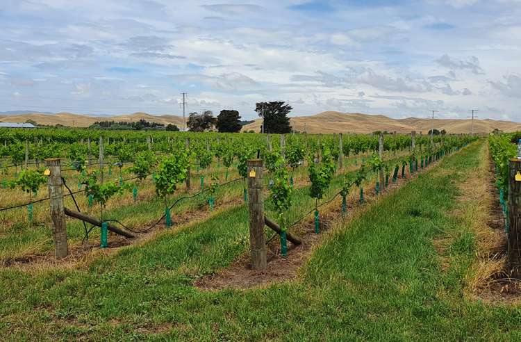 2061 Maraekakaho Road Central Hawkes Bay Coastal_19