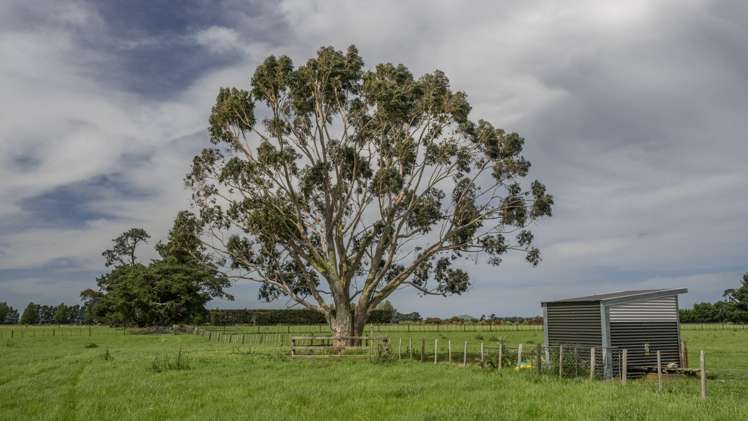 East Taratahi Road Carterton_11