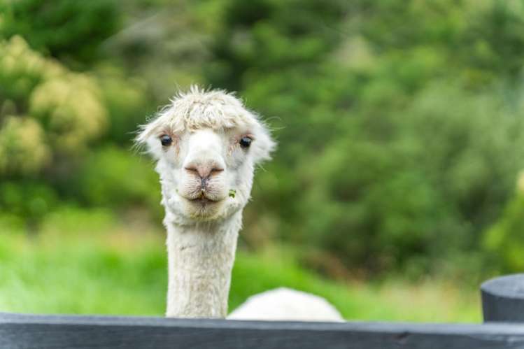 253 Whitford Road Whitford_29