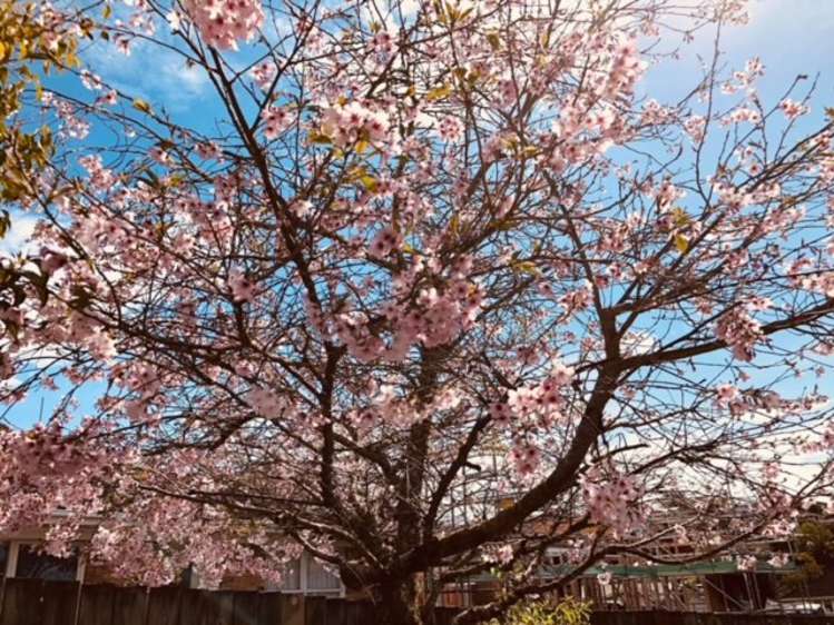 2/6 Wykeham Place Glenfield_22