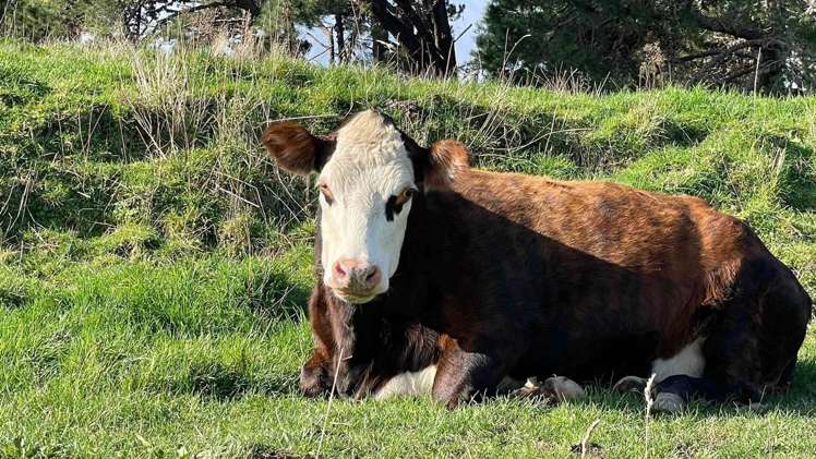 43 Carrs Road Urenui_20