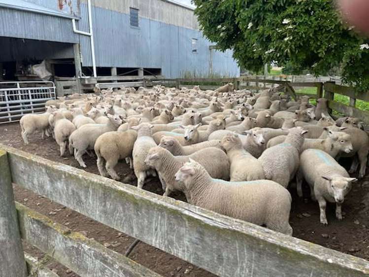 463 Dog Kennel Road Ikawai_9