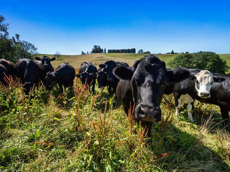 348D Rea Road Katikati_19