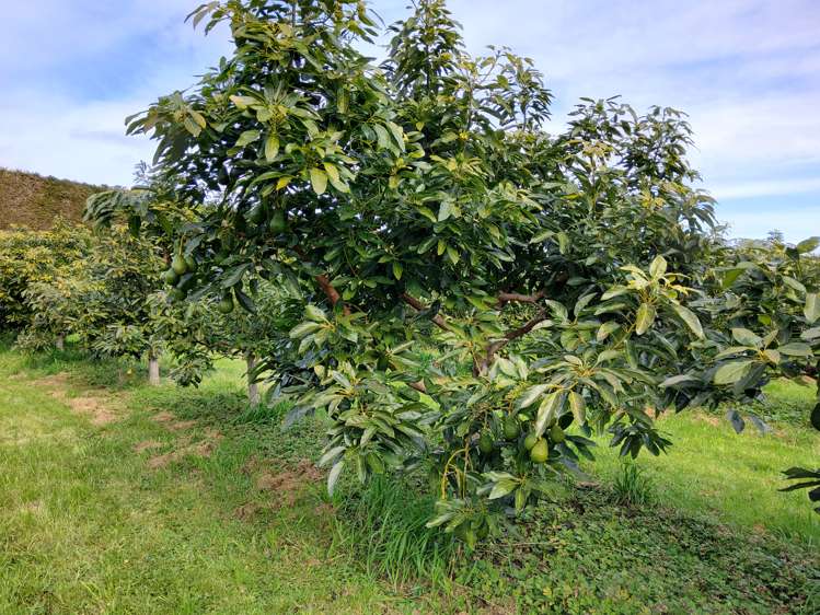 328 Maungarangi Road Paengaroa_15