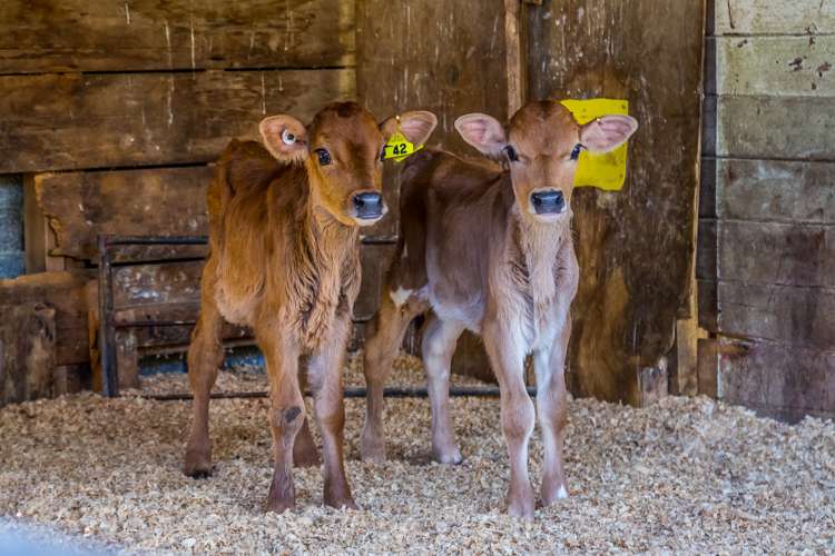 108 Pukewhai Road Pahiatua_21