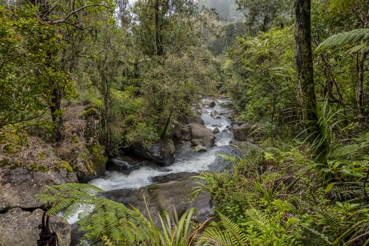 586 Tapu Coroglen Road Coromandel Forest Park_11