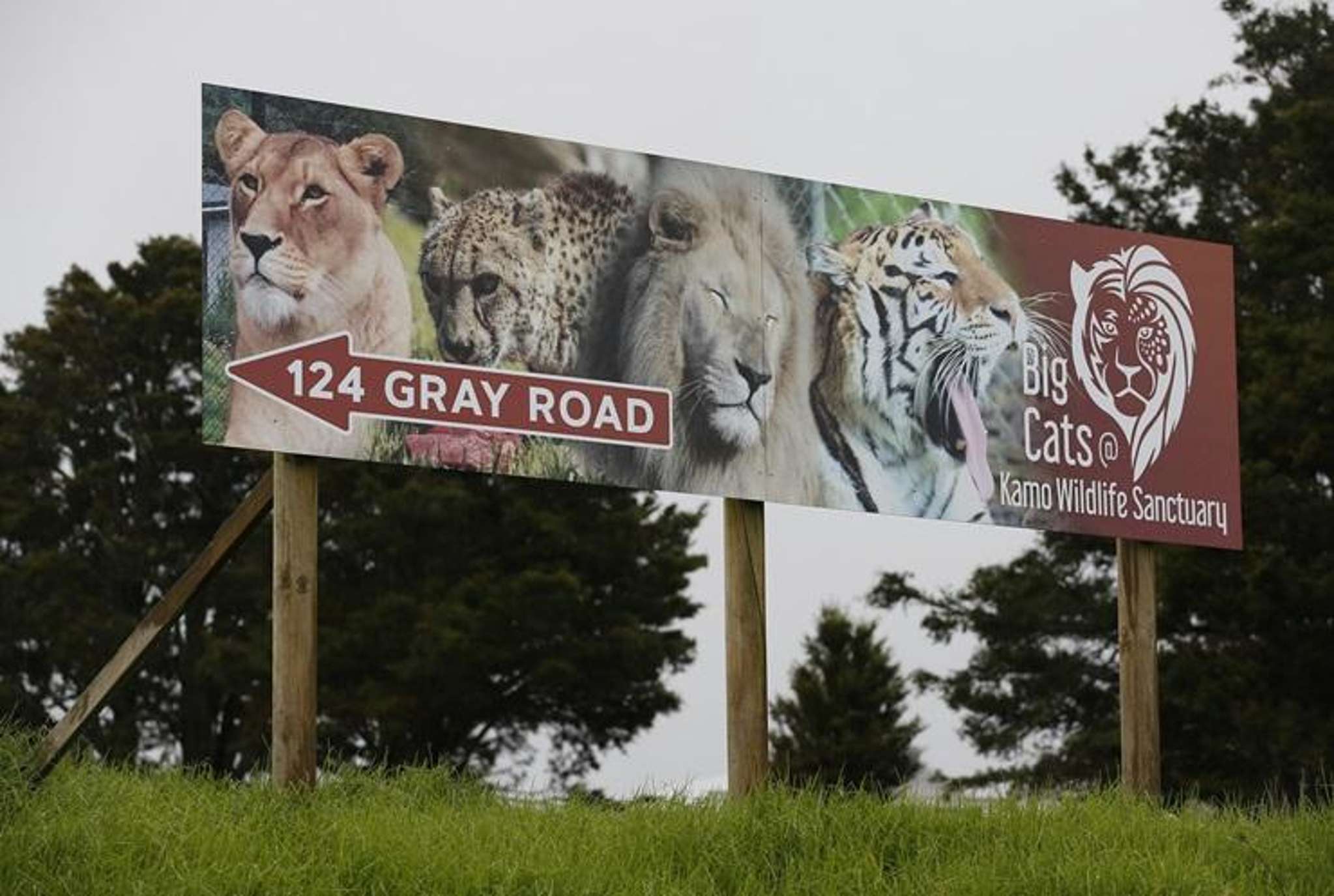 Northland’s lions saved after animal charity finds buyer for Kamo Wildlife Sanctuary