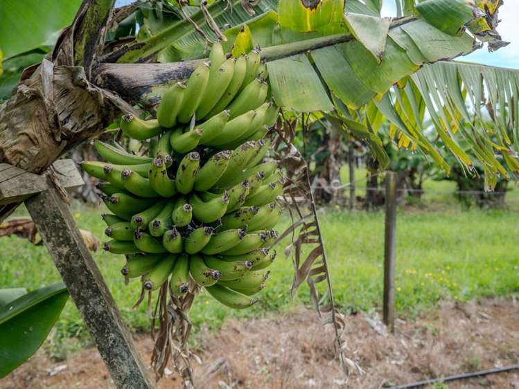 89 Conifer Lane Kerikeri_16