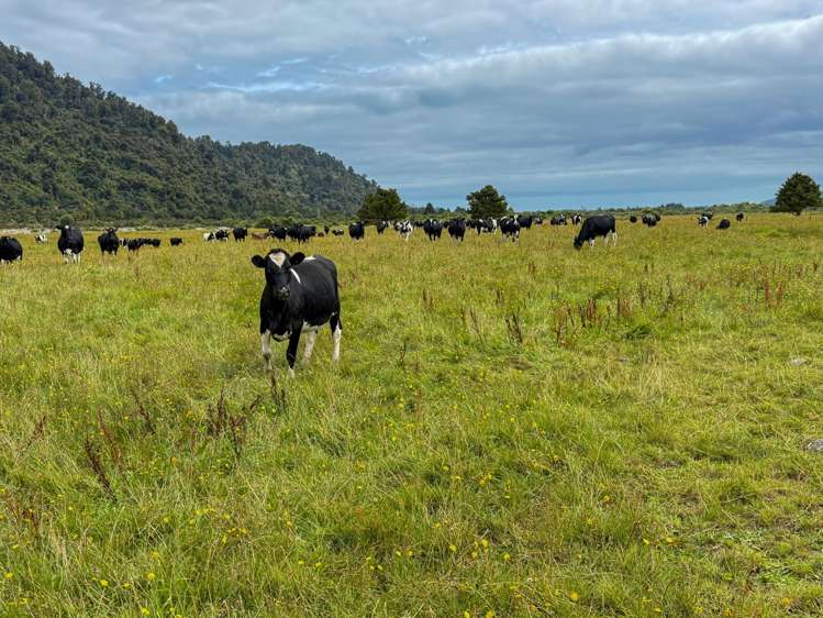 221 Docherty Creek Rd and Waiho Flat Road Franz Josef_29