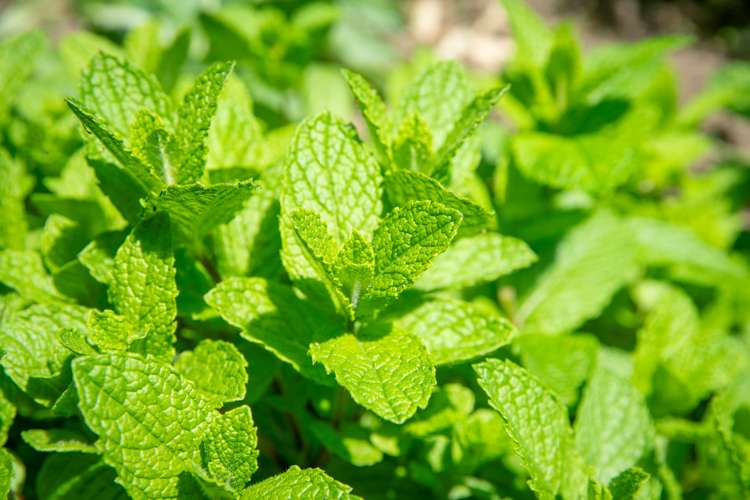 4a/20 Maarama Crescent Aro Valley_15