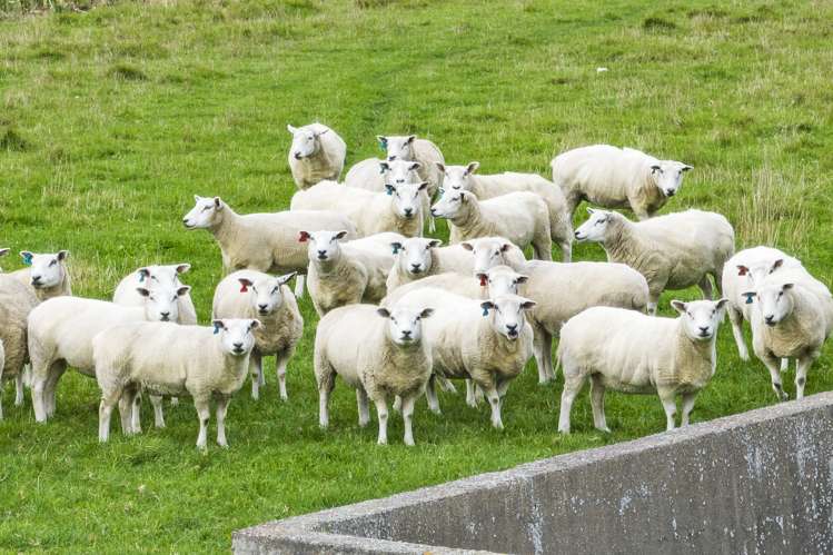 270 Stokes Road Balcairn_9