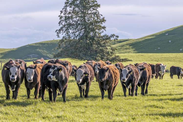 10 Riversleigh Road Glentunnel_22