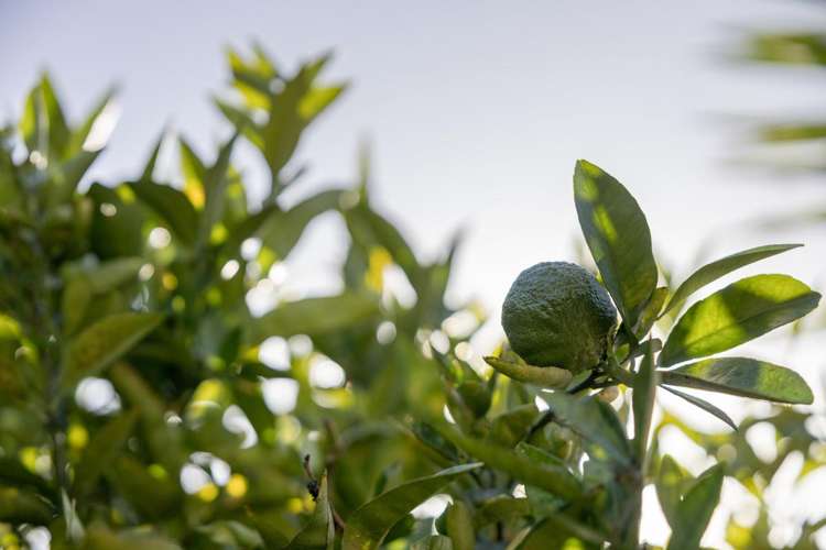 30 Heron Avenue East Matua_7