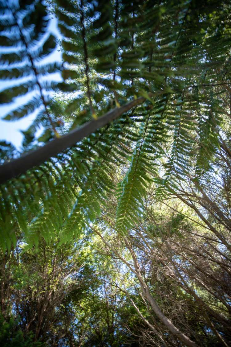 67 Savage Road Waihi_28