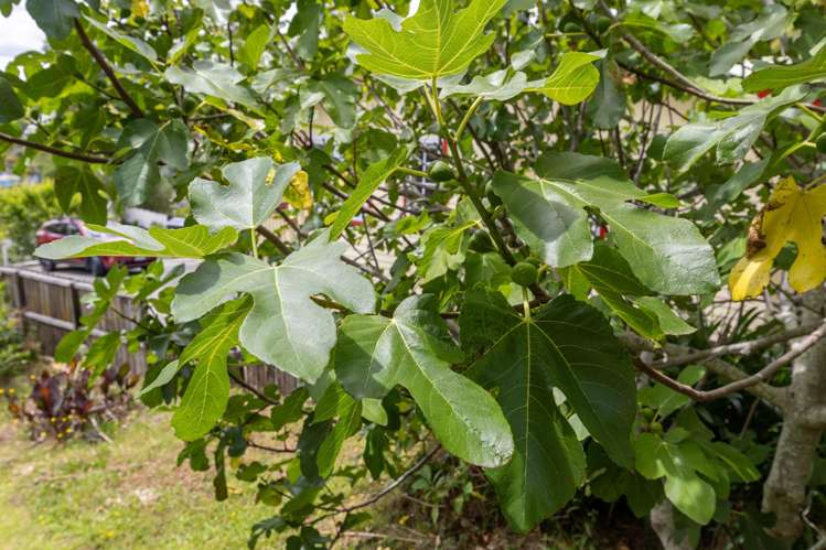 127 Kimihia Road Huntly_20