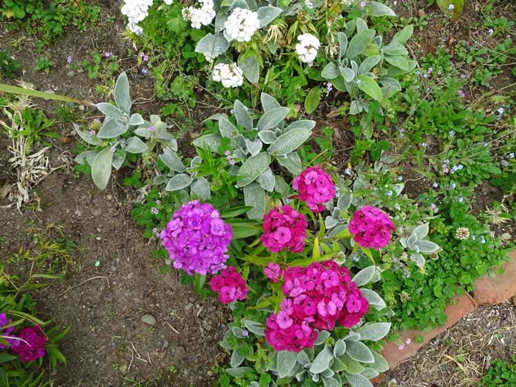 257 Ettrick Street Appleby_10