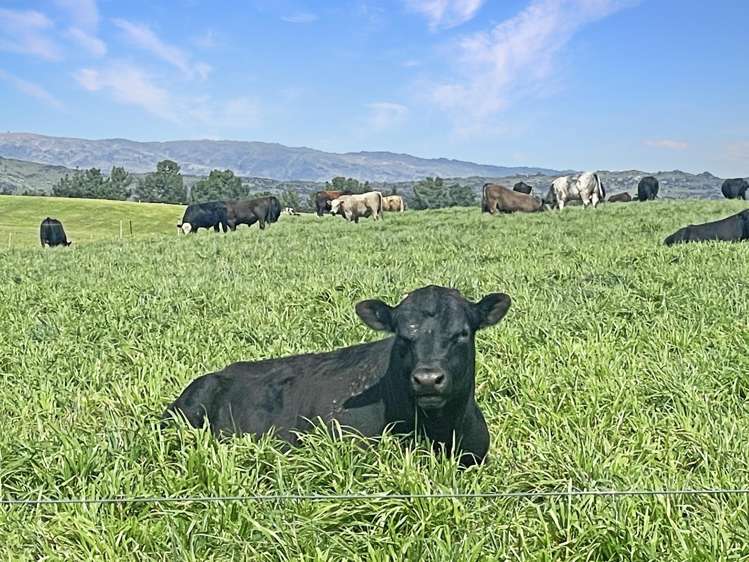 51 Saint Bathans Loop Road Becks_15