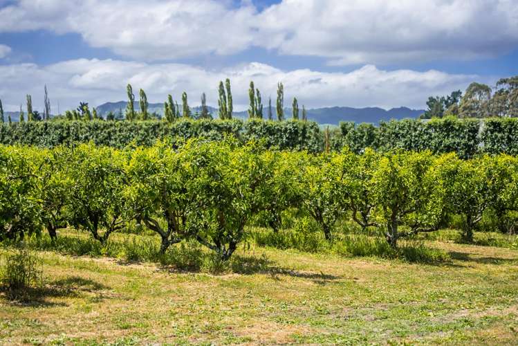 Kiwi Street Makaraka_7