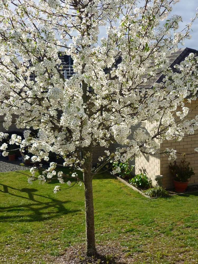 7 Melfield Place Richmond_12