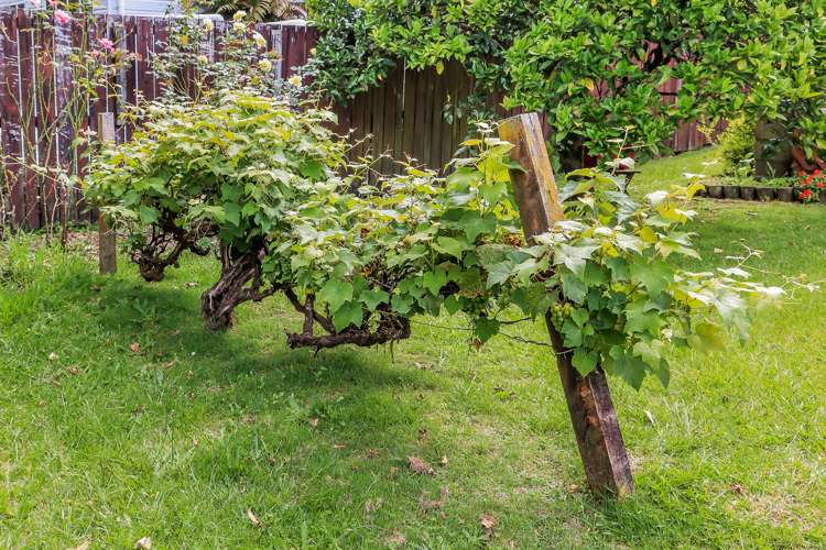 13 Pine Road Ngunguru_18