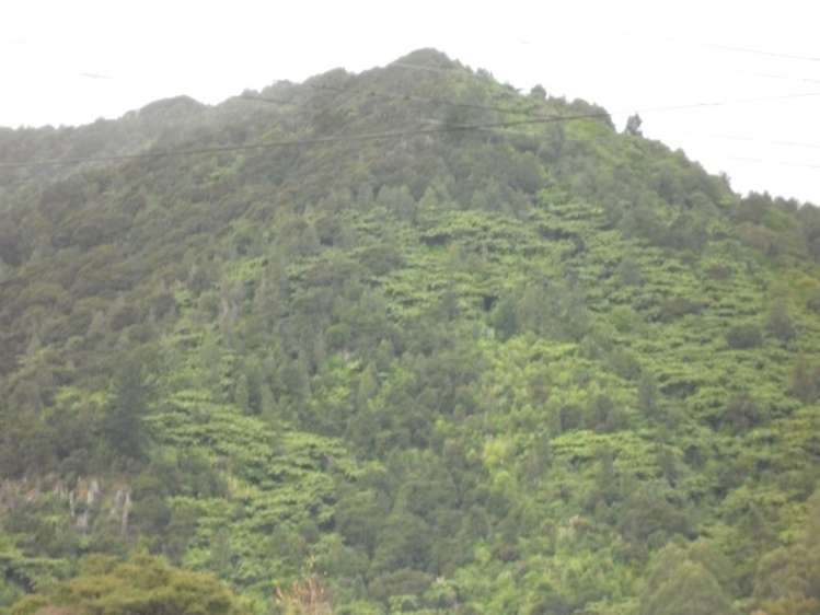 44 Puriri Street Te Aroha_13