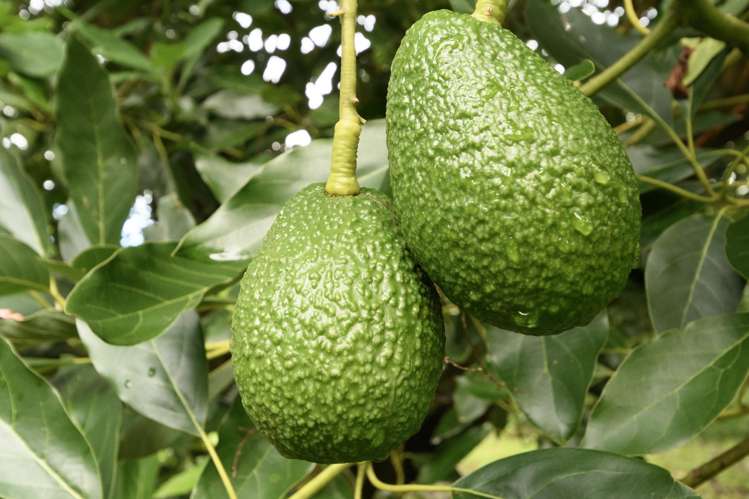 2A Oikimoke Road Te Puna_19