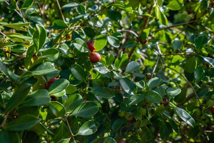 373 Fern Flat Road Peria_22