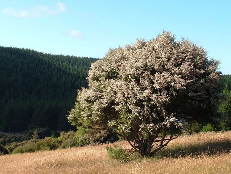 Horse Range Road Palmerston_7