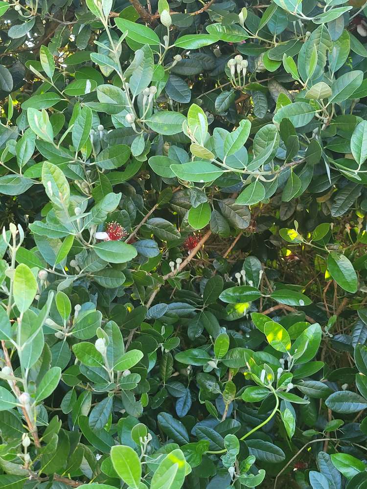 17 Hakanoa Street Huntly_41