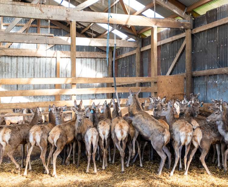 347 Butlers Road Fairlie_10