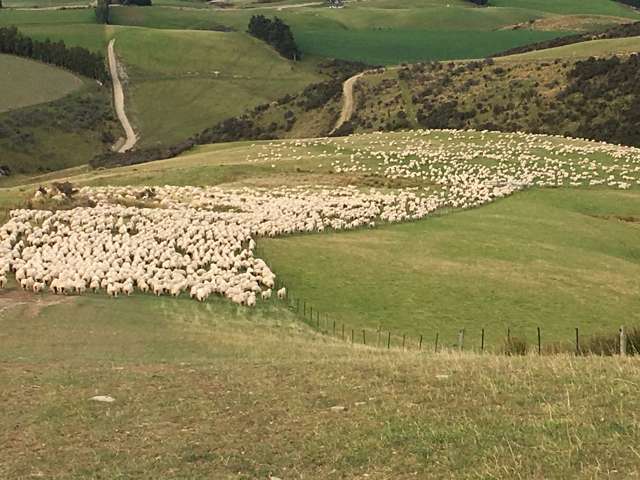 901 Wilden Runs Road West Otago Surrounds_1