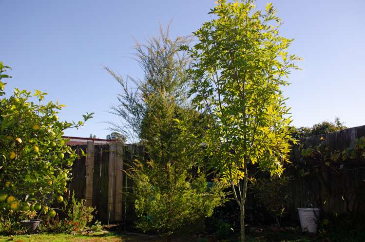 10 Fenton Street Kawerau_13