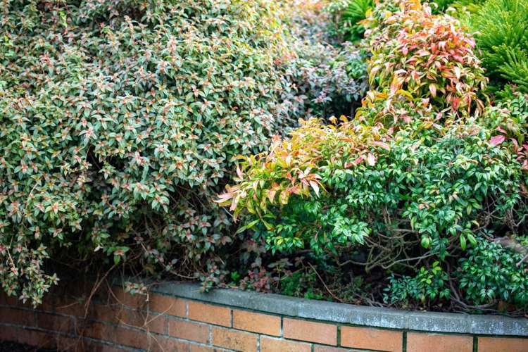 17 Tiffiney Place Chartwell_21